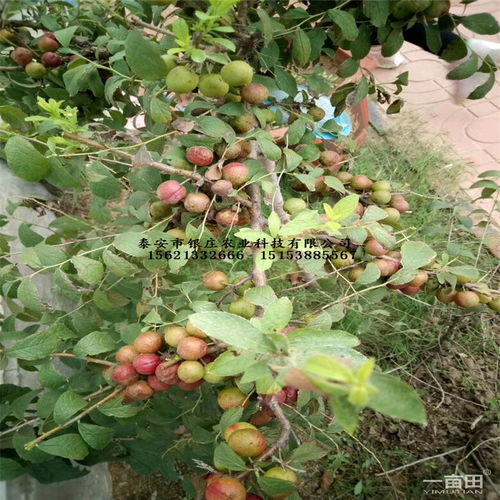 哪里有大面积钙果种植钙果苗批发？几年结果？全面解析