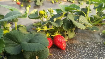 千亩番茄红似火，周末遛娃采摘乐