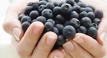 浆果之王蓝莓的挑选秘诀 如何选购集鲜果的精品