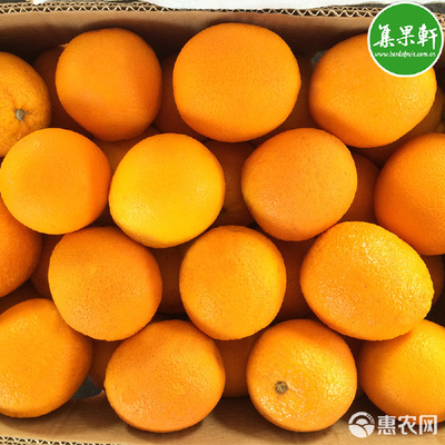 探寻埃及“阳光之果” 瓦伦西亚夏橙，一手货源直供的集鲜果之选