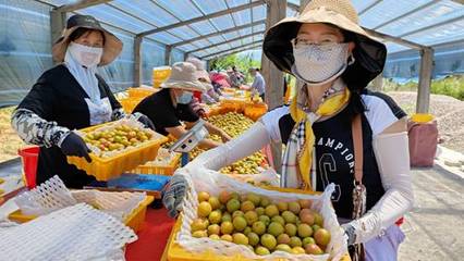 天山脚下的黄金果实 察布查尔树上干杏远销内地市场