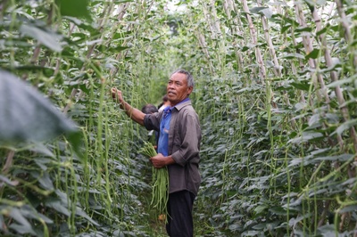 贵州独山:盛夏显生机 硕果满目新